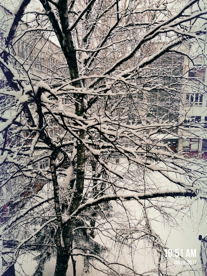 Tree in the snow