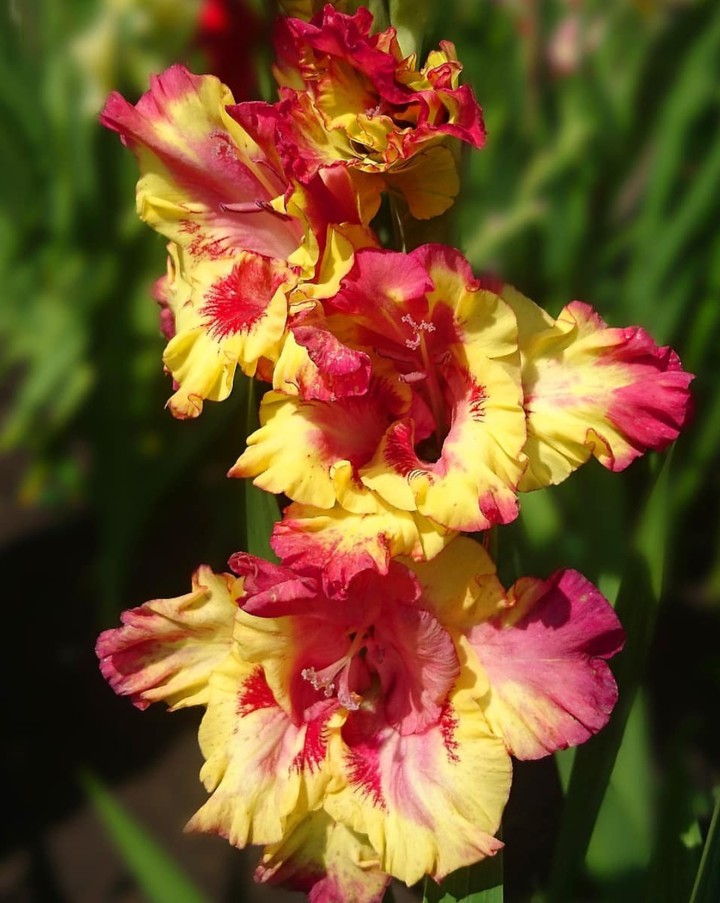 Gladiola