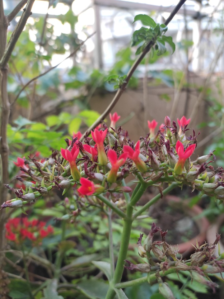 Nature Green Plants