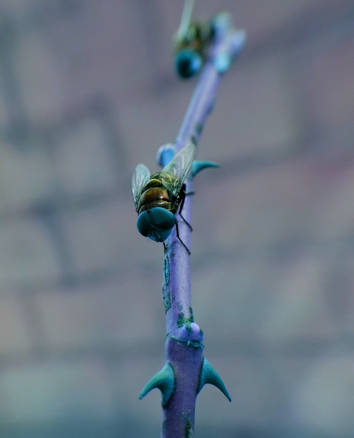 fly