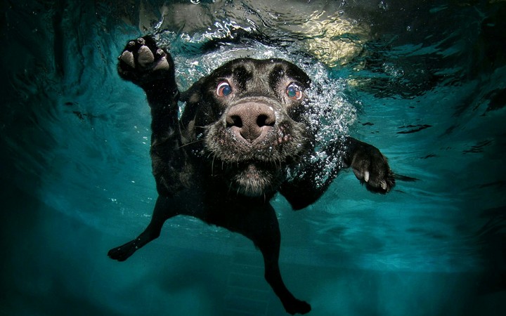 animal