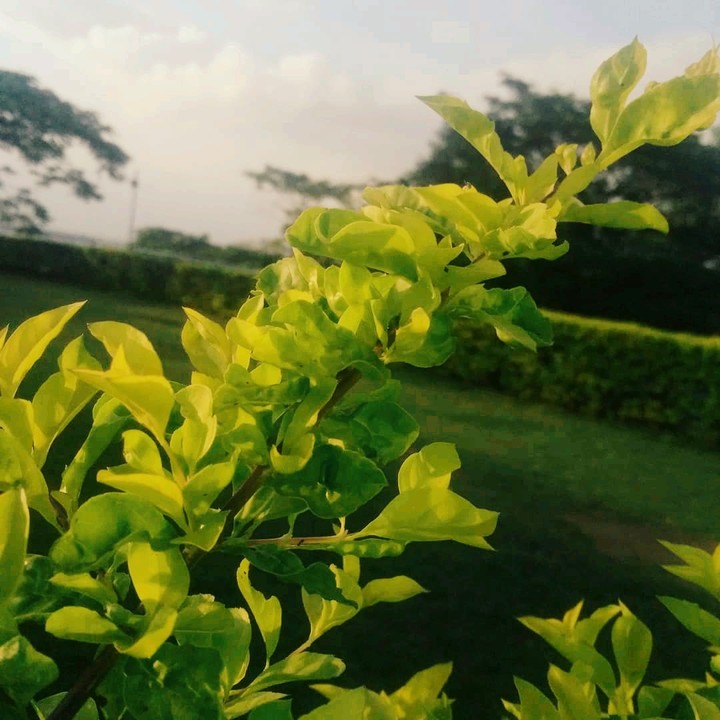 leaves