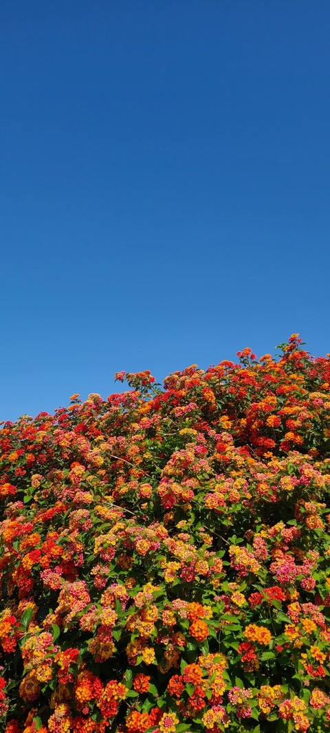 sfondi Orange, lantanas