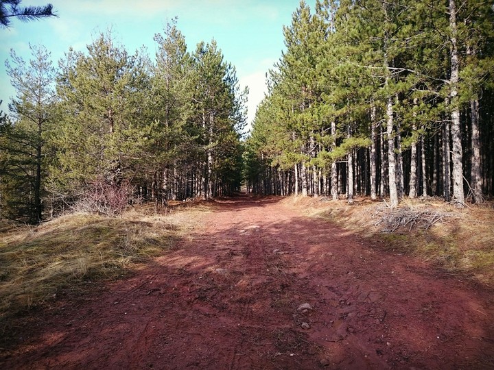 Woods in mountain