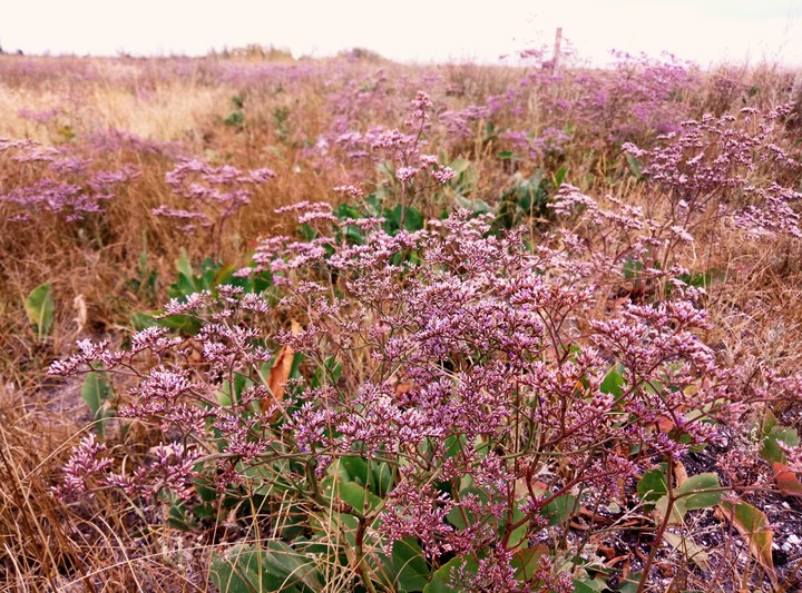 Berdiansk