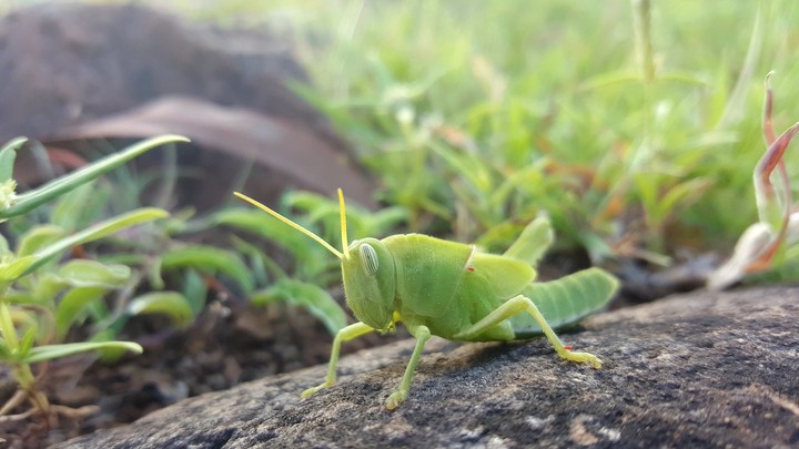 grasshopper