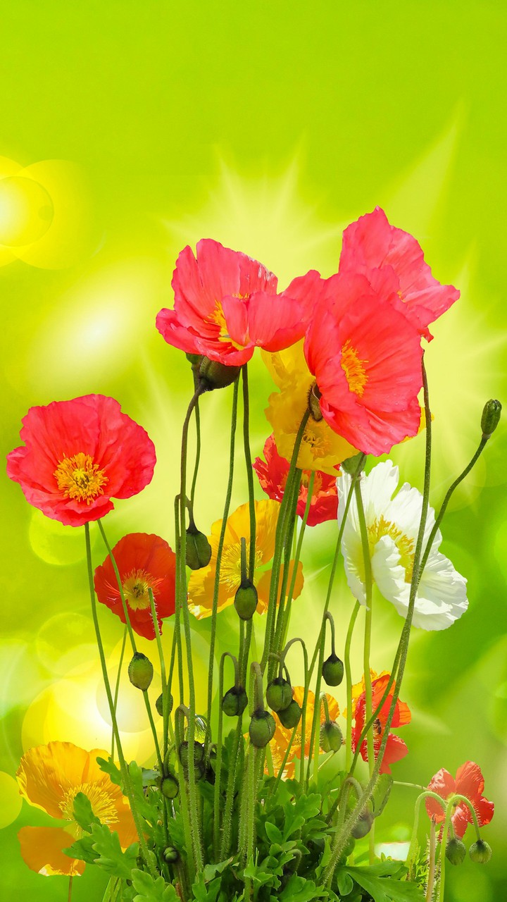 flower
