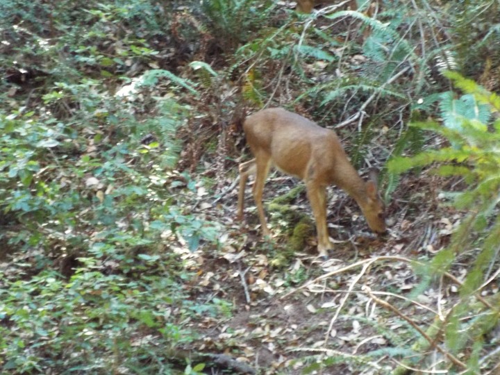 deer