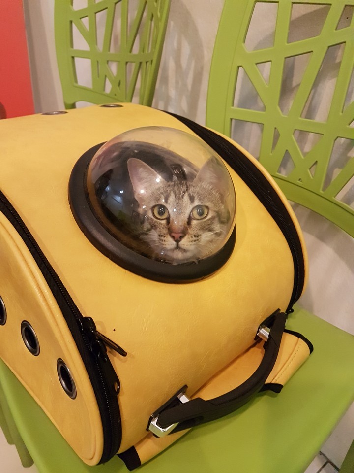 space-ship cat