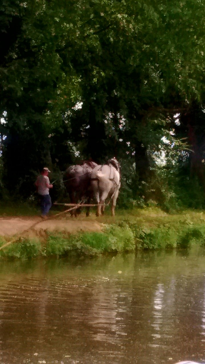 Working Horses
