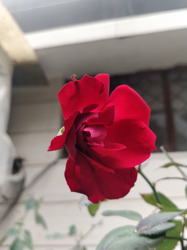 rose