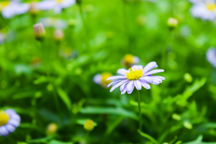 a flower