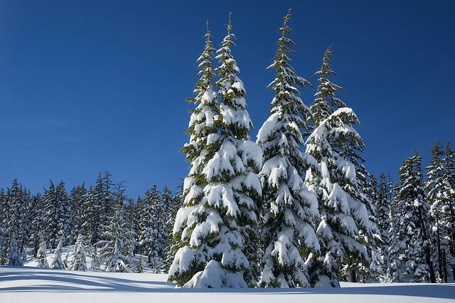 Snowy trees
