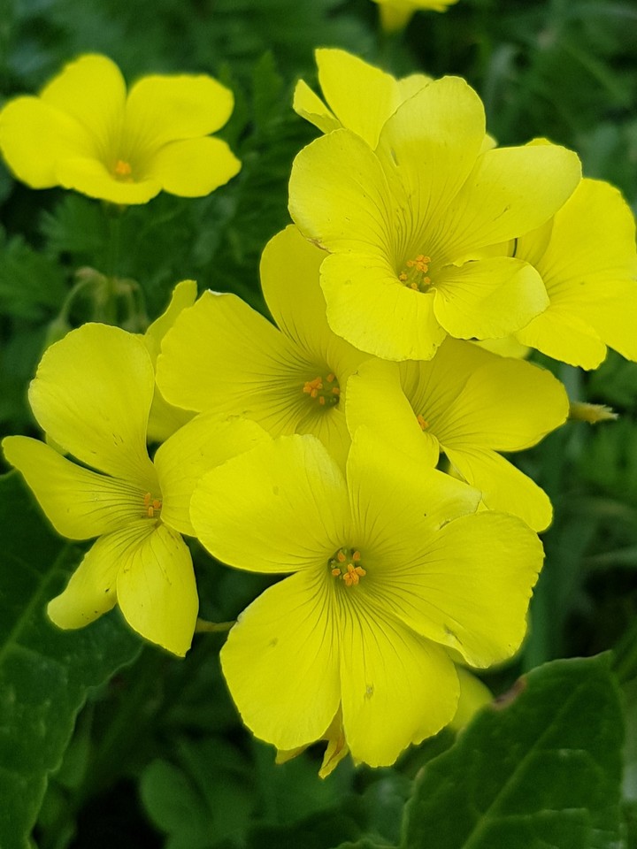 happy flowers