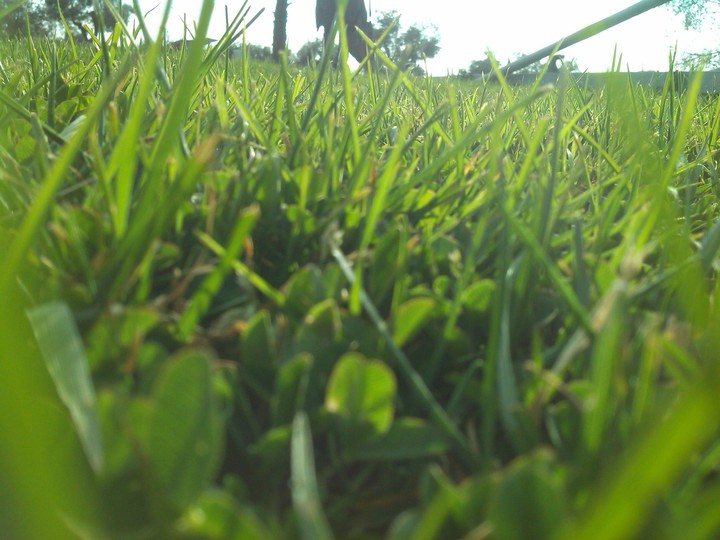 Grass
