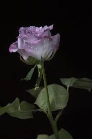 Purple flower