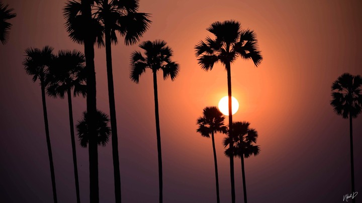 The Sunset
