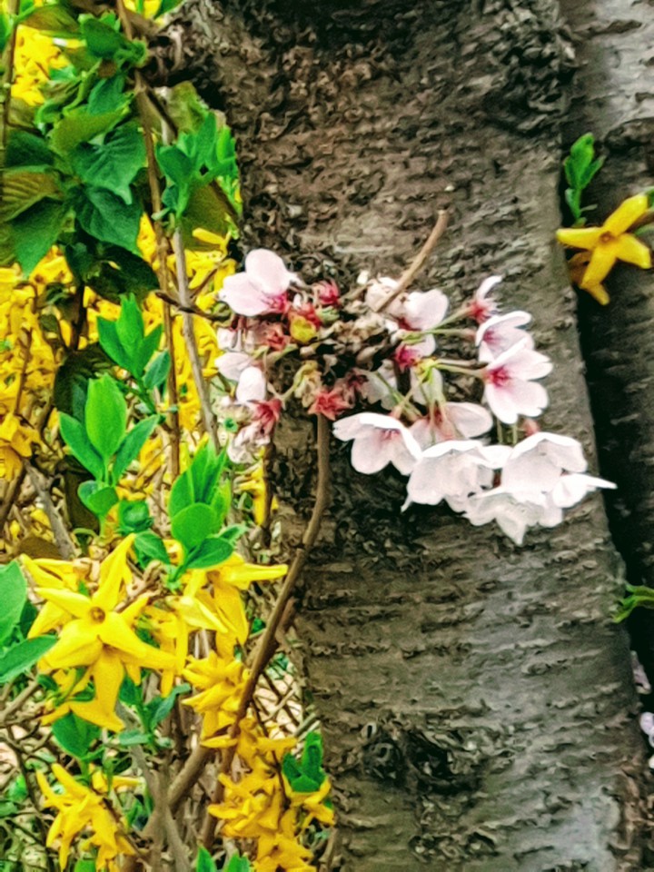 봄나들이~