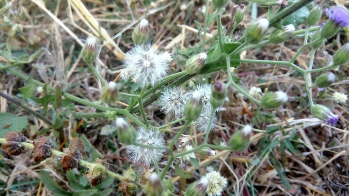 flower...✌