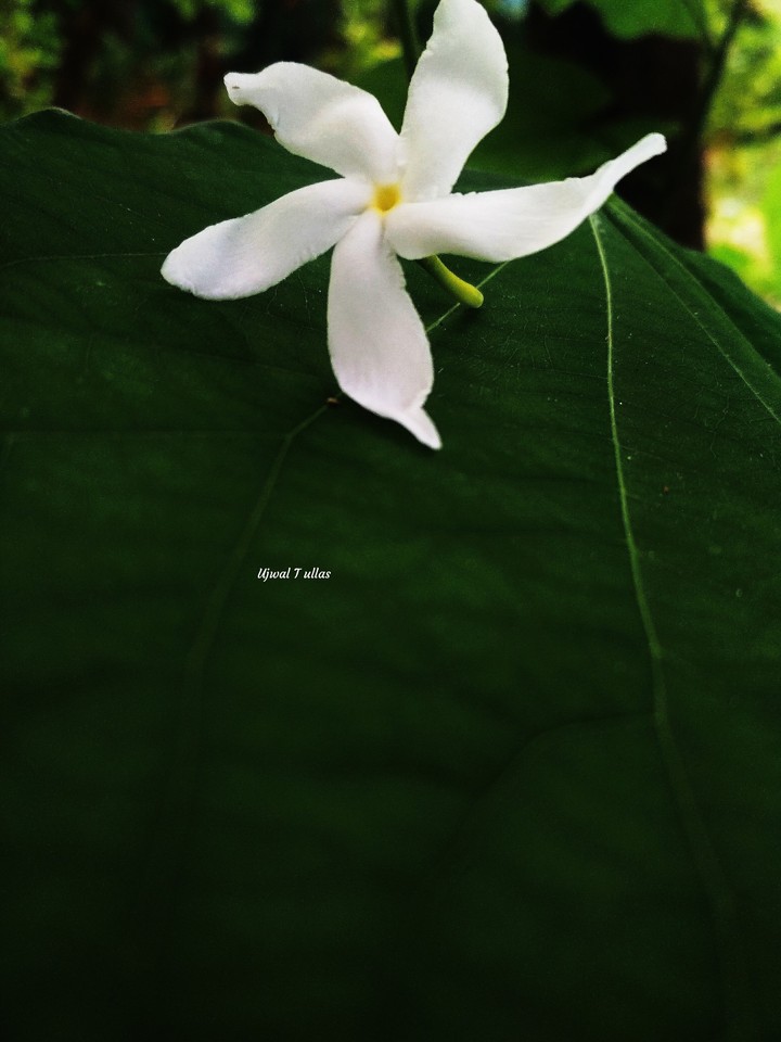 flower