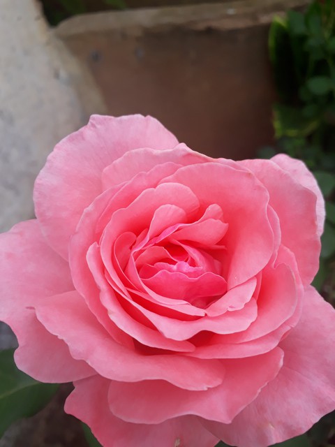 тапети pink, petal