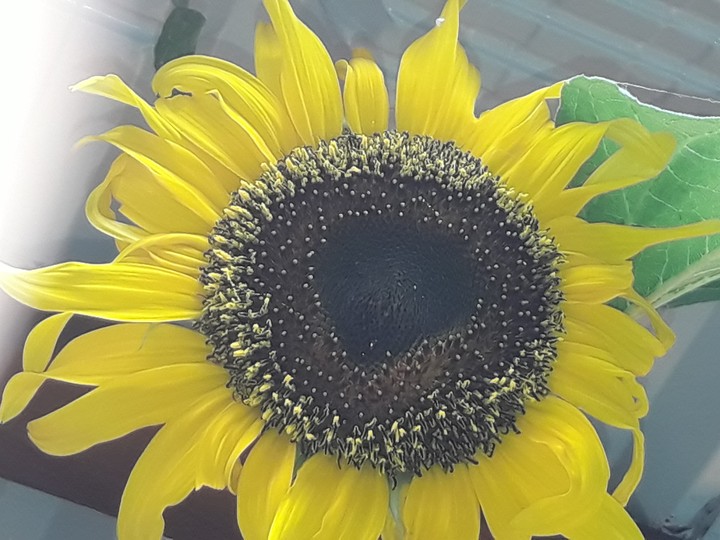 Sun F