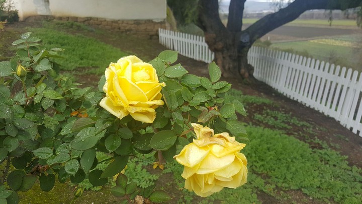 Yellow Roses at Mission San Juan Bautista
