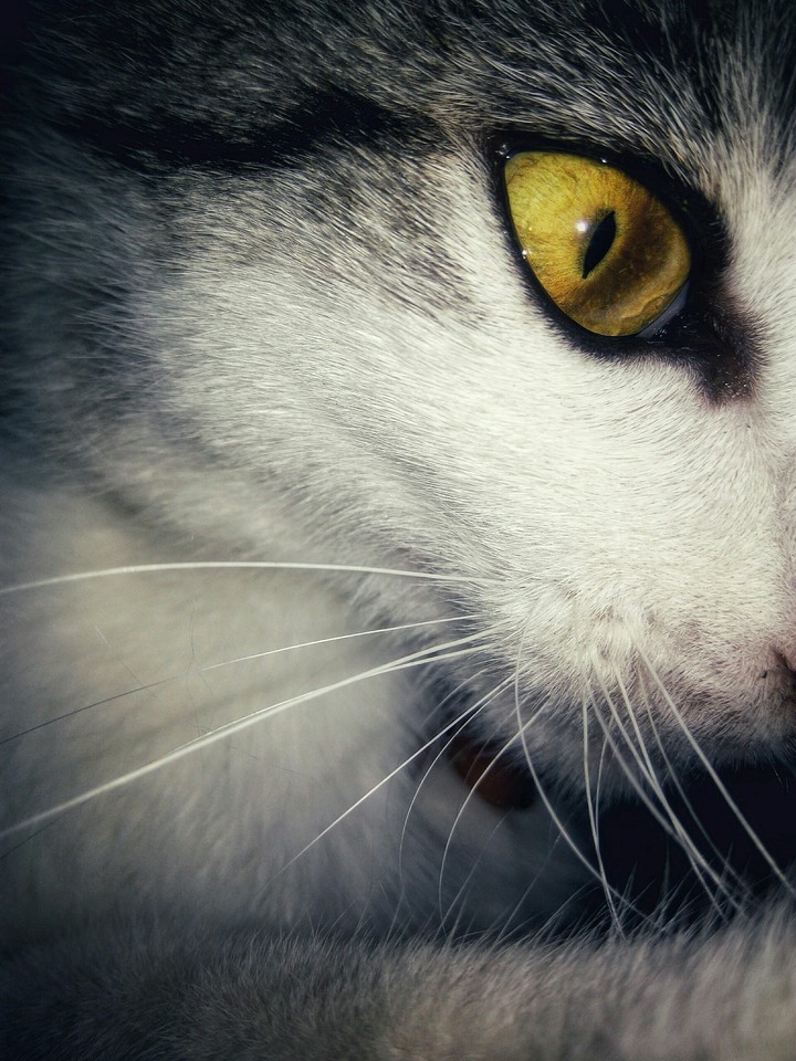 cat eye
