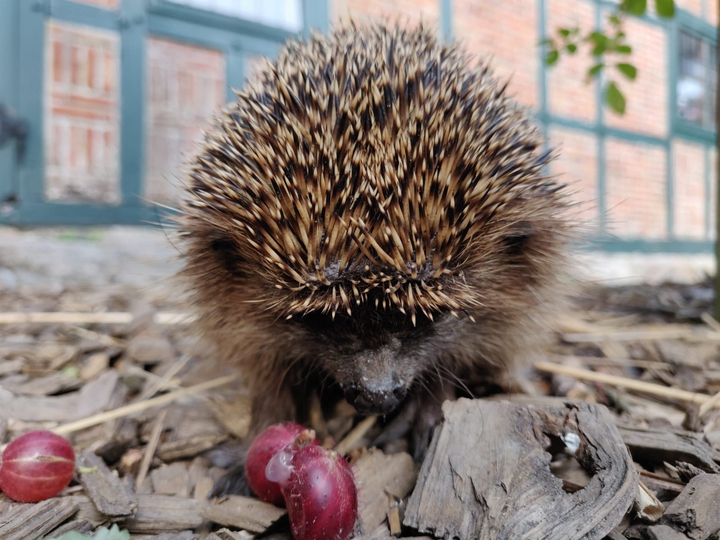 Igel im Herbst