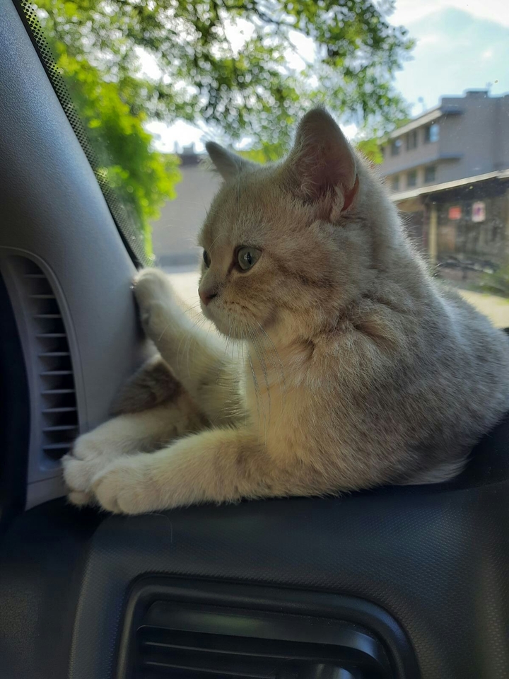 кот