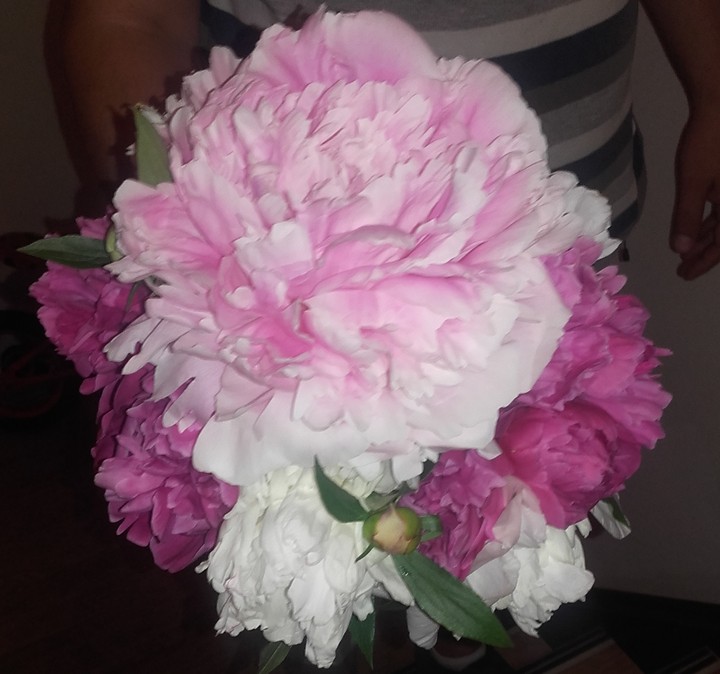 peonia