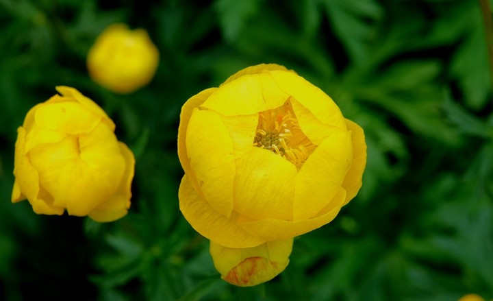 yellow flower