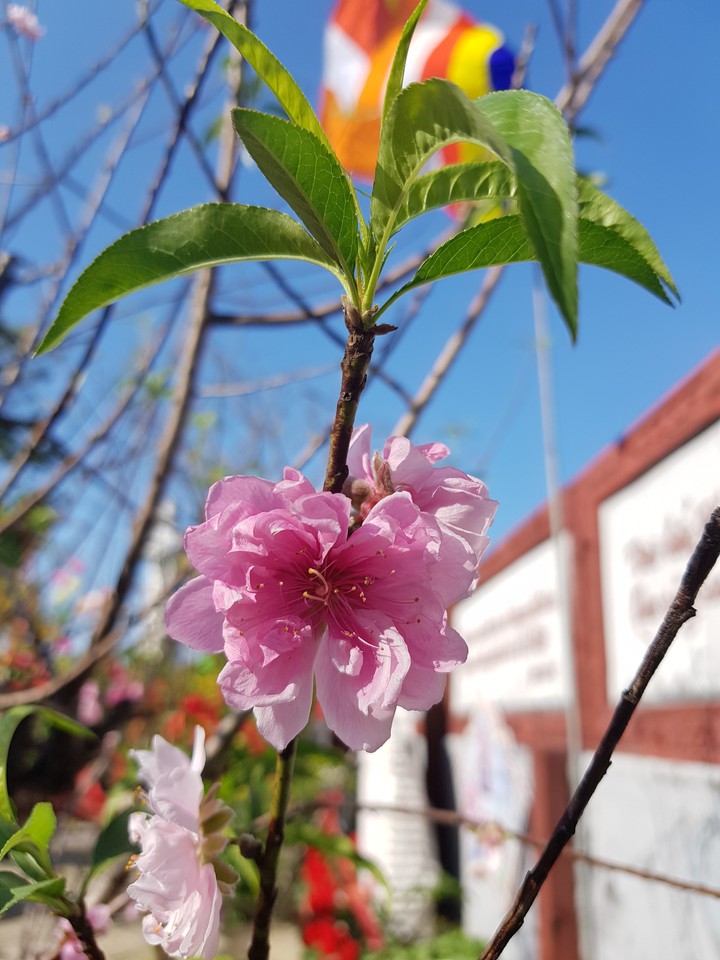 Hoa đào