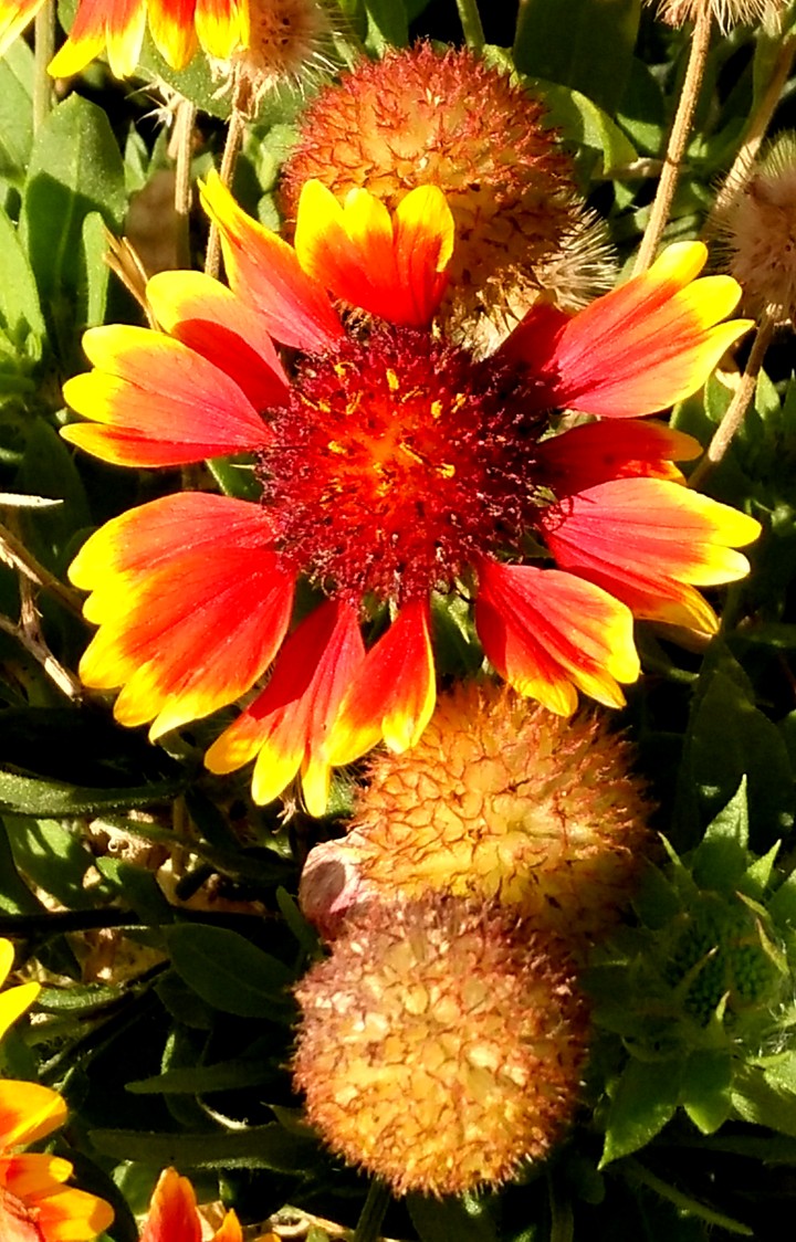 Spanish colours