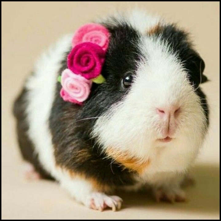 my guinea pig