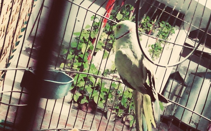 parrot