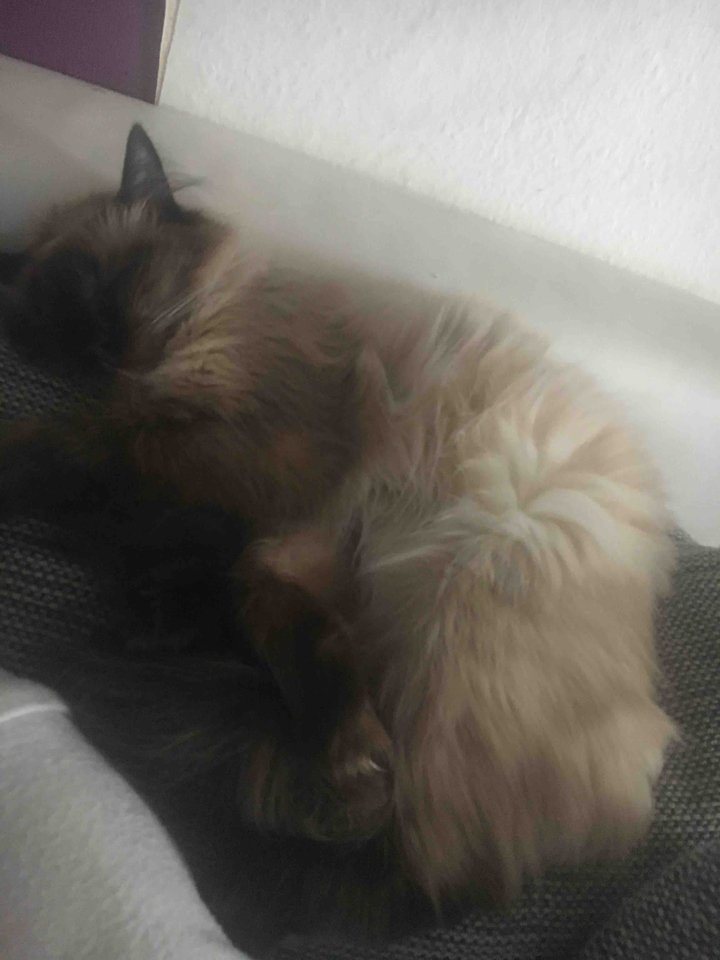 my sweet girls