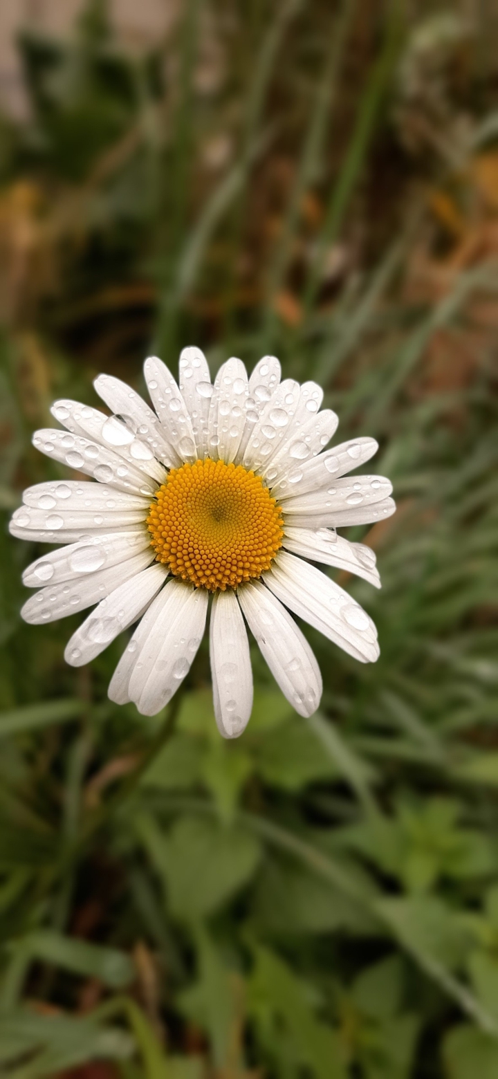 chamomile