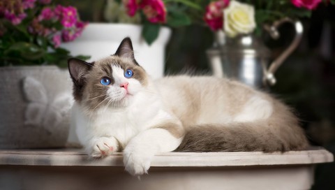обои whiskers, cat