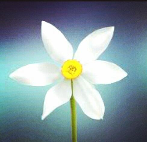 #white#yellow