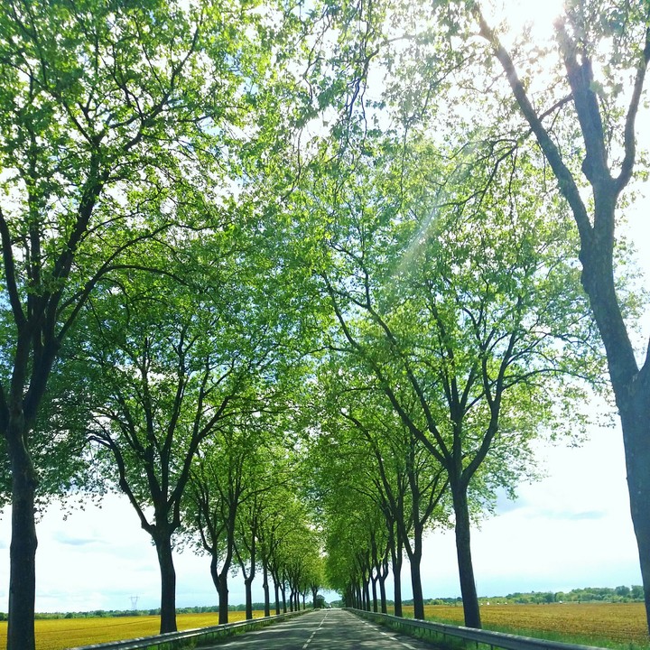 paysage verdoyant