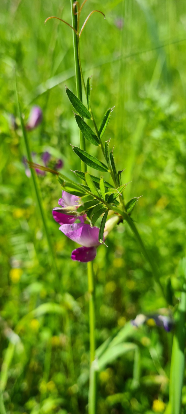 Blumen