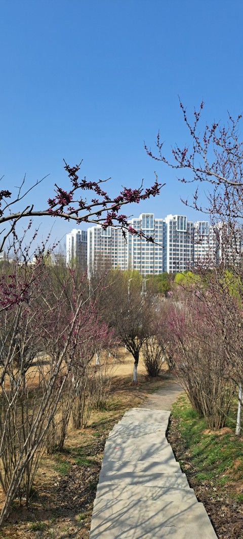 тапети daytime, plant