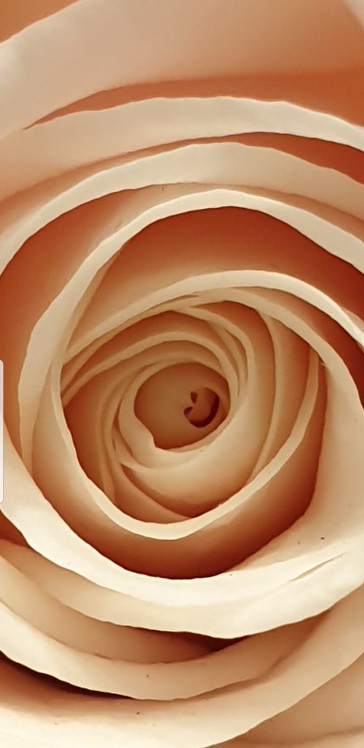 꽃