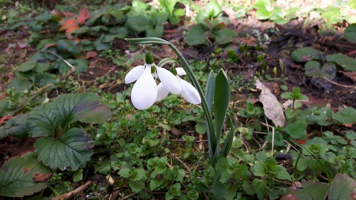 Flower