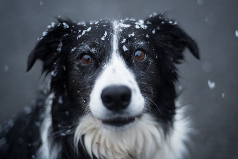 A dog in the snow