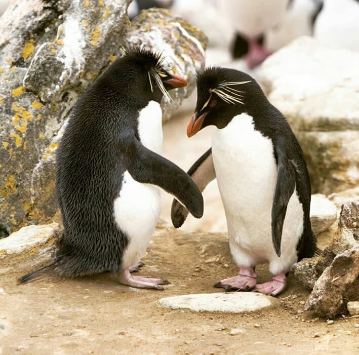 love of rare species.