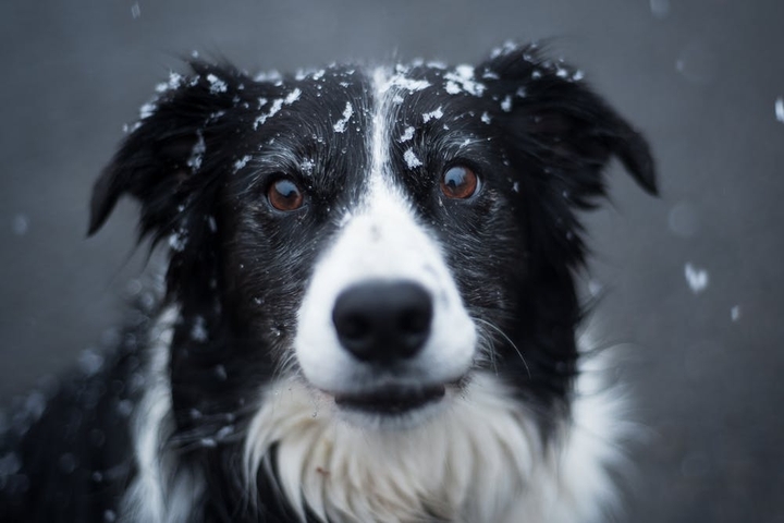 A dog in the snow