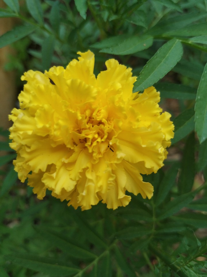 yellow flower