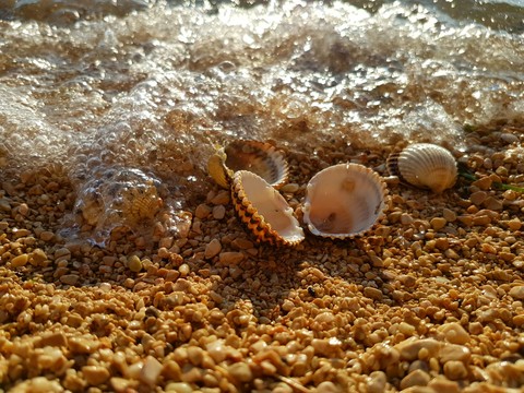 shells on the beach